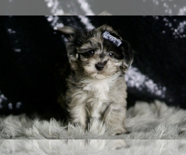 Medium Photo #85 Maltipoo Puppy For Sale in WARSAW, IN, USA