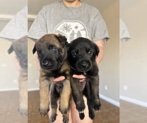 Belgian Malinois Puppy for sale in RIVERSIDE, CA, USA
