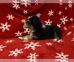 Small Photo #4 Miniature Australian Shepherd Puppy For Sale in COLUMBUS, NC, USA