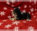 Small #3 Miniature Australian Shepherd