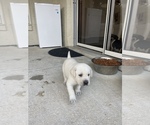 Small Photo #4 Labrador Retriever Puppy For Sale in OCALA, FL, USA