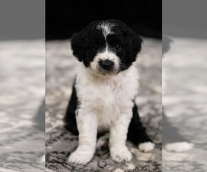 Aussiedoodle Miniature  Puppy for sale in HEDRICK, IA, USA