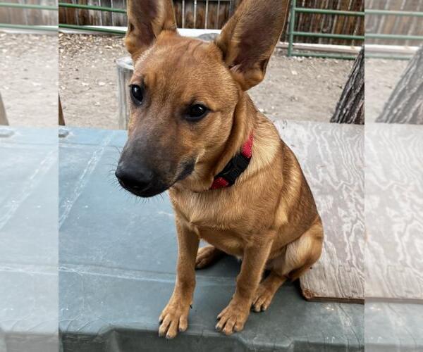 Medium Photo #4 Mutt Puppy For Sale in Incline Village, NV, USA