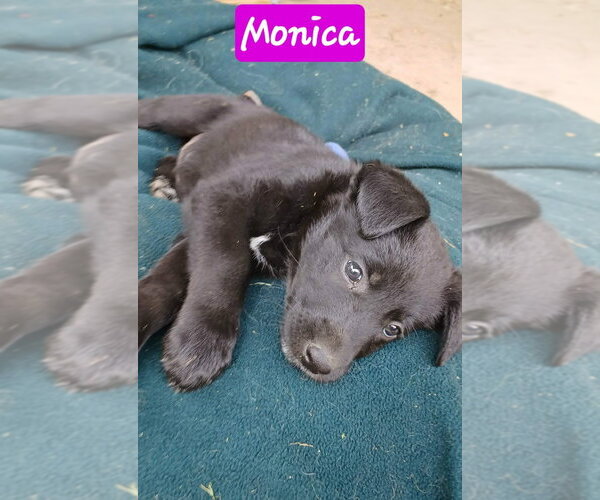 Medium Photo #1 Shepradors Puppy For Sale in Aurora, IN, USA