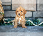 Small Photo #18 Poovanese Puppy For Sale in SUGARCREEK, OH, USA