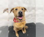 Small #3 Labrador Retriever Mix