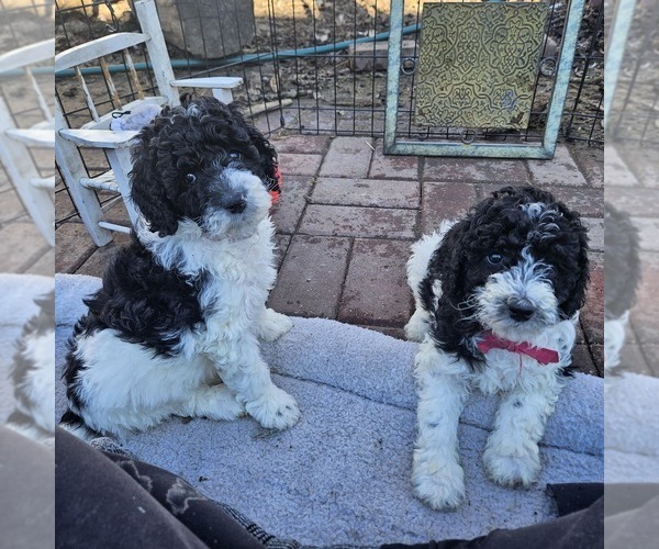 Medium Photo #16 Poodle (Miniature) Puppy For Sale in WHITEWATER, WI, USA