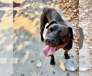 Lincoln - Male American Pit Bull Terrier-Labrador Retriever Mix Dog for Adoption - Photo #16