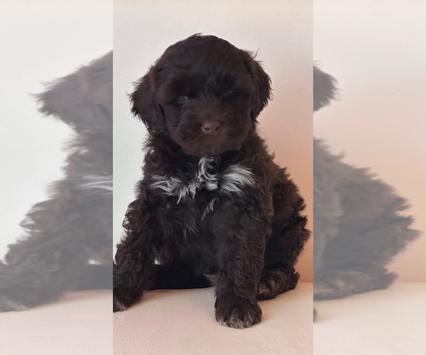 Medium Photo #1 Portuguese Water Dog Puppy For Sale in FALLS CHURCH, VA, USA