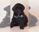Small Portuguese Water Dog
