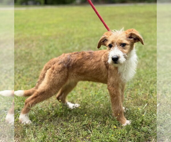 Medium Photo #4 Mutt Puppy For Sale in Yardley, PA, USA