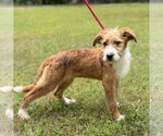 Small #3 Mutt