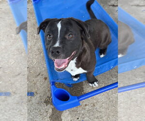 Mutt Dogs for adoption in Conway, AR, USA