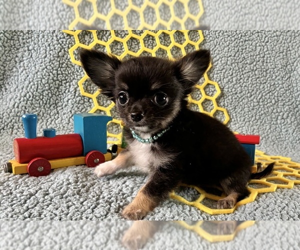 Medium Photo #1 Chihuahua Puppy For Sale in NEWVILLE, PA, USA