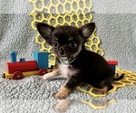 AKC Huba Huba - Male Chihuahua Puppy for Sale - Small photo