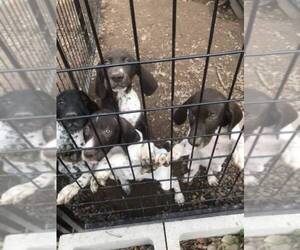 German Shorthaired Pointer Puppy for sale in MORA, MN, USA