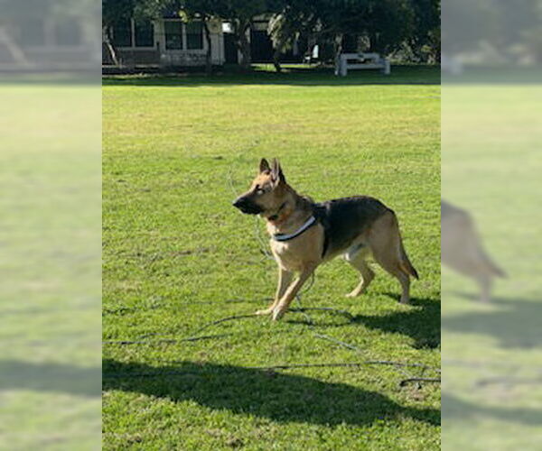 Medium Photo #2 German Shepherd Dog-Unknown Mix Puppy For Sale in Huntington Beach, CA, USA