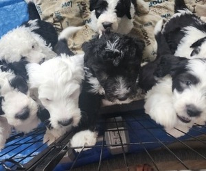 Sheepadoodle Puppy for Sale in CENTENNIAL, Colorado USA