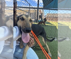 German Shepherd Dog-Unknown Mix Dogs for adoption in Pasadena, TX, USA