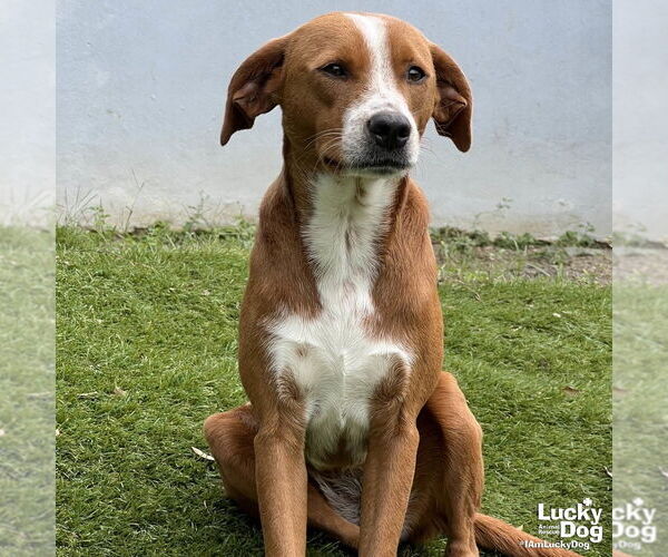Medium Photo #3 Labrador Retriever-Unknown Mix Puppy For Sale in Washington, DC, USA