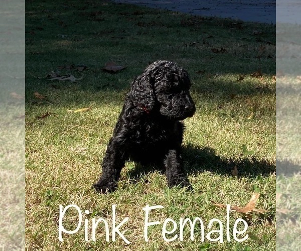 Medium Photo #1 Poodle (Standard) Puppy For Sale in LOWELL, AR, USA