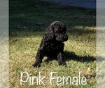 Small Photo #1 Poodle (Standard) Puppy For Sale in LOWELL, AR, USA