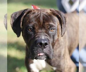 Boxer-Mastiff Mix Dogs for adoption in San Antonio, TX, USA