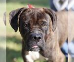 Small Boxer-Mastiff Mix