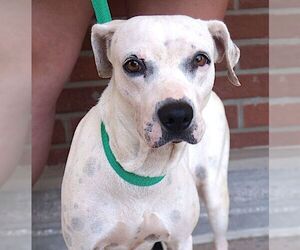 Chelsea - Female Boxer-Unknown Mix Dog for Adoption - Photo #3