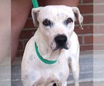 Small #2 Boxer Mix
