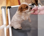 Small Photo #30 Australian Cattle Dog Puppy For Sale in MORGANTON, NC, USA