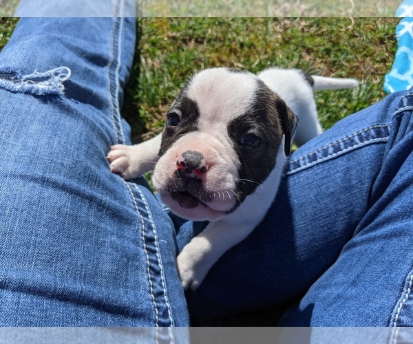 Medium Photo #11 American Bulldog Puppy For Sale in MILLS RIVER, NC, USA