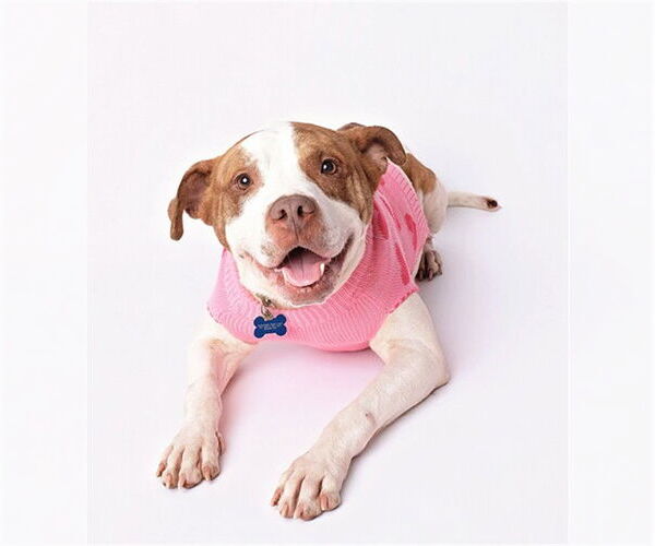 Medium Photo #1 American Pit Bull Terrier Puppy For Sale in Murfreesboro, TN, USA