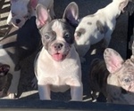 Small #11 French Bulldog