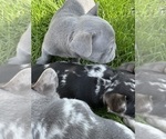 Small Photo #8 French Bulldog Puppy For Sale in MIDDLEBURY, IN, USA