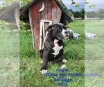 Puppy 4 Olde English Bulldogge