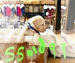 Small Photo #14 Labrador Retriever Puppy For Sale in LINDEN, MI, USA