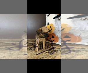 Brussels Griffon Puppy for sale in NILES, MI, USA