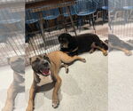 Small #38 Boxer Mix