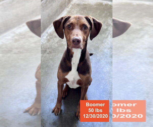 Medium Photo #4 Doberman Pinscher-Rhodesian Ridgeback Mix Puppy For Sale in West Hollywood, CA, USA