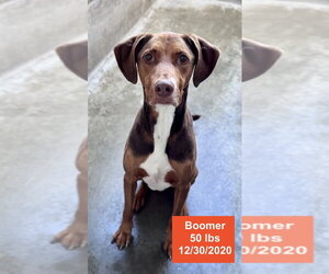 Boomer - Male Doberman Pinscher-Rhodesian Ridgeback Mix Dog for Adoption - Photo #4