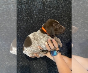 German Shorthaired Pointer Puppy for sale in FREDERICKTOWN, OH, USA