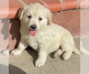 Golden Retriever Puppy for sale in SANTA ANA, CA, USA