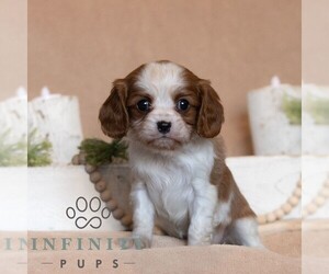 Cavalier King Charles Spaniel Puppy for sale in HONEY BROOK, PA, USA
