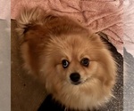 Small Photo #1 Pomeranian Puppy For Sale in MOUNTAIN VIEW, MO, USA