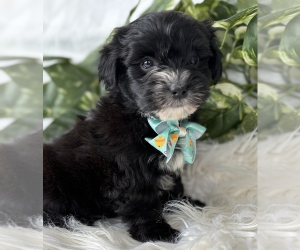 Medium Photo #7 Morkie Puppy For Sale in ROCK STREAM, NY, USA
