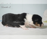 Small Photo #9 Pembroke Welsh Corgi Puppy For Sale in ANDALUSIA, AL, USA