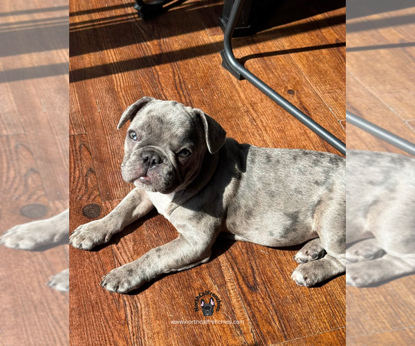 Medium Photo #3 French Bulldog Puppy For Sale in SACRAMENTO, CA, USA