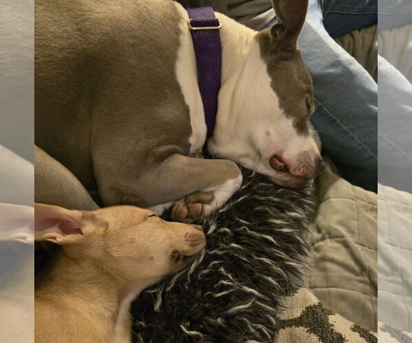 Medium Photo #25 Siberian Husky-Unknown Mix Puppy For Sale in Fargo, ND, USA