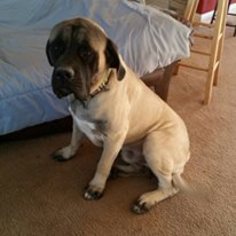 Father of the Mastiff puppies born on 09/08/2016